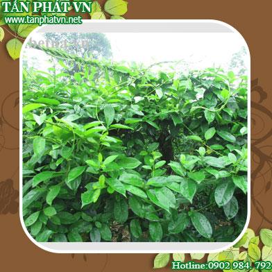 Cửa hàng bán dây thìa canh tại Phú Yên giá tốt