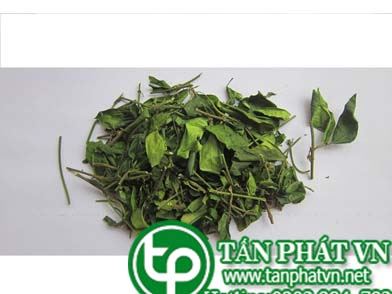 Cung cấp bán dây thìa canh tại Cần Giờ giao hàng nhanh