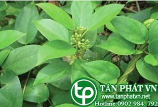 Cung cấp bán dây thìa canh tại Đà Lạt uy tín