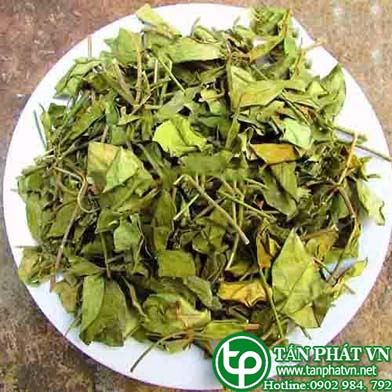 Cung cấp bán dây thìa canh tại Phú Yên giá tốt