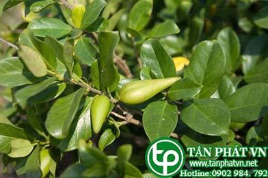 Cung cấp bán dây thìa canh tại Quảng Nam giá tốt