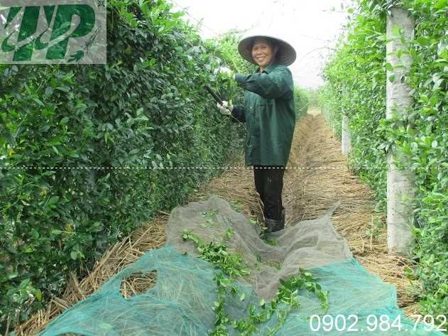 Dây thìa canh là cây gì?