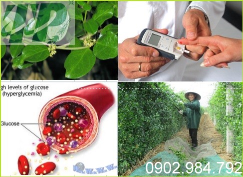 Địa chỉ bán cây dây thìa canh chất lượng HCM