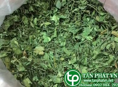 ở đâu mua bán dây thìa canh tại sài gòn uy tín nhất?